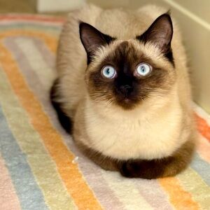 I'm Rachel! (and this is Fizz)